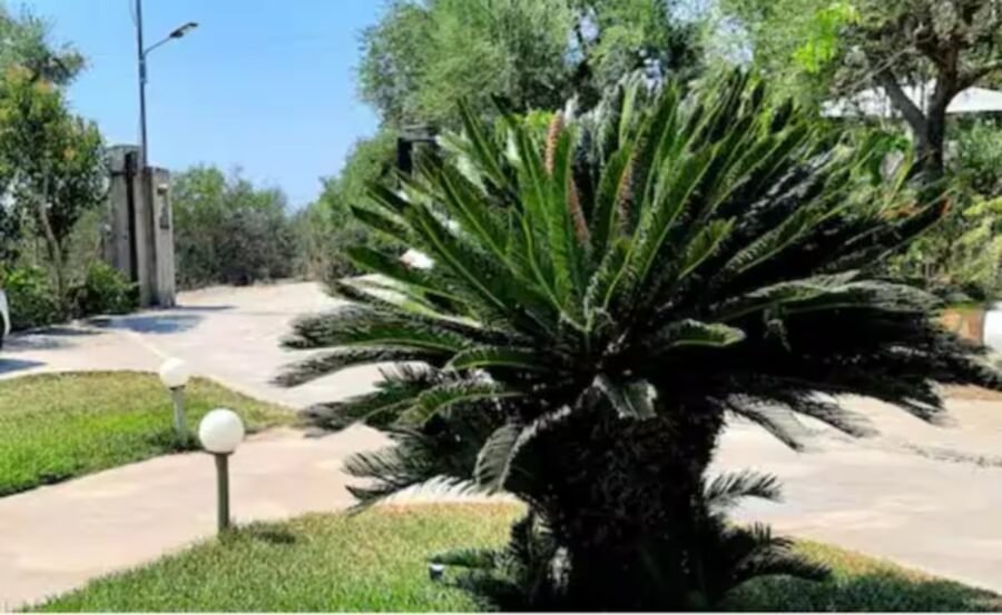 Palm and greenery in the garden by the studio