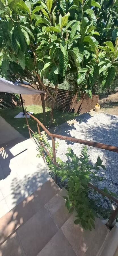Lemon tree beside the studio's paved terrace